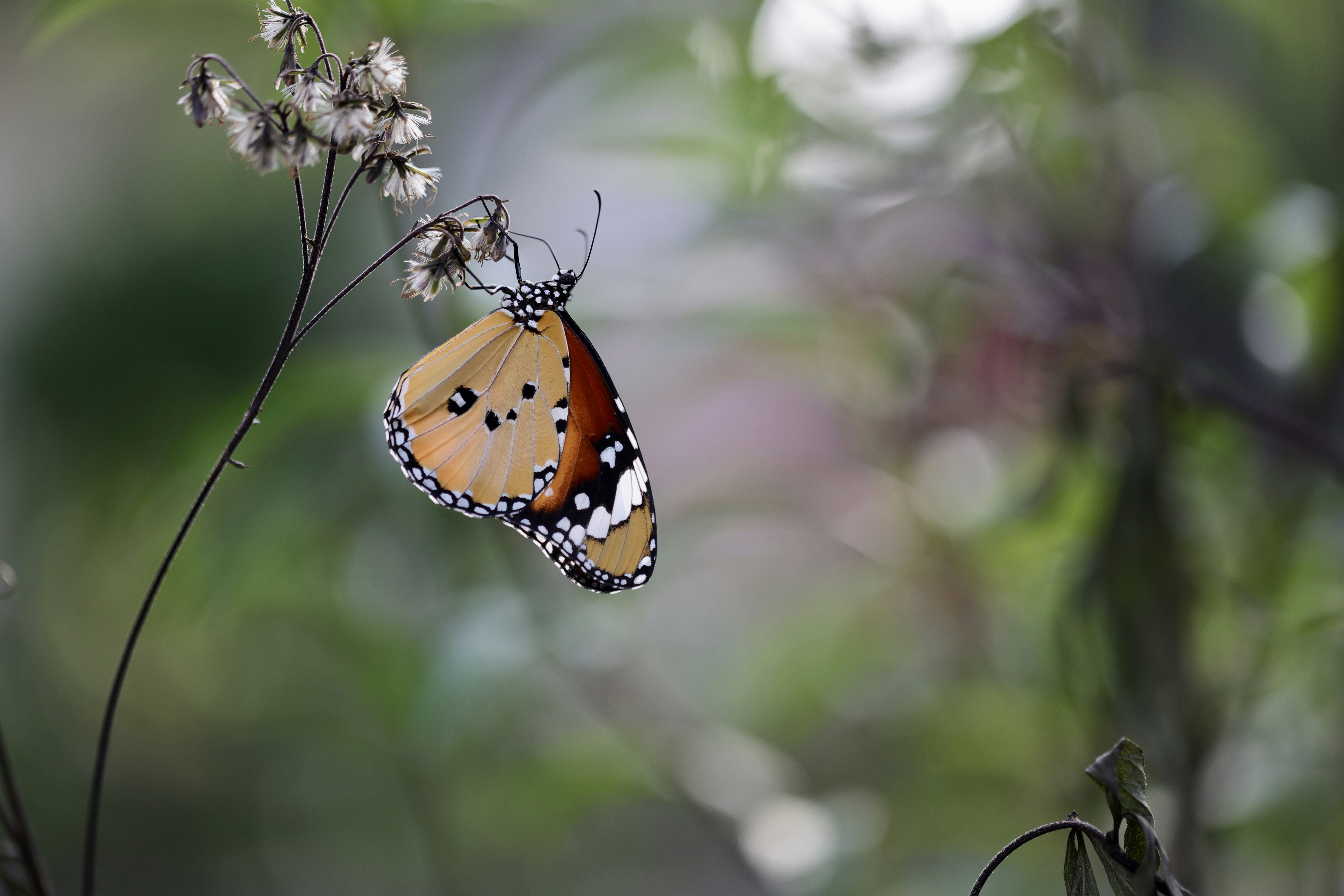 Photo by dickenslin76