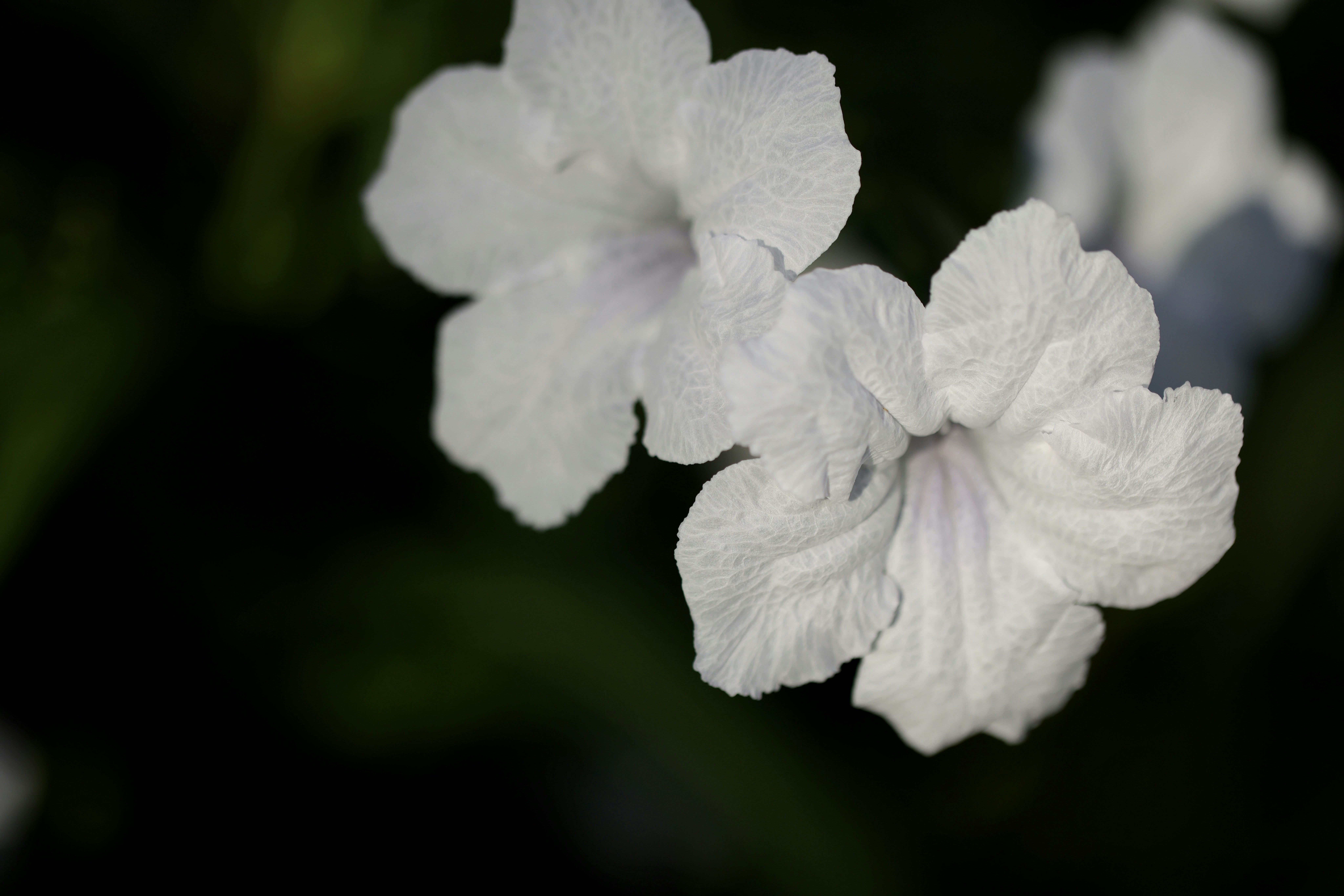 Photo by dickenslin76