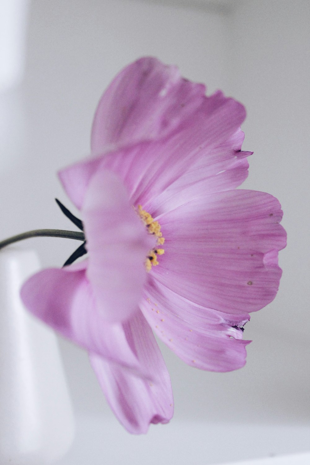 a close up of a flower