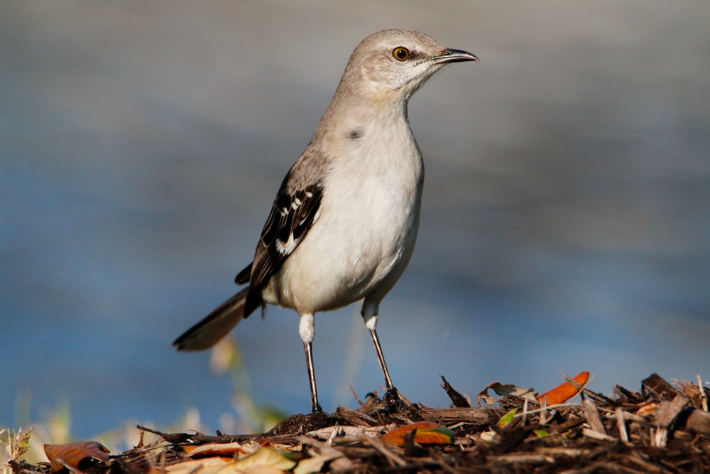 a bird standing on the ground