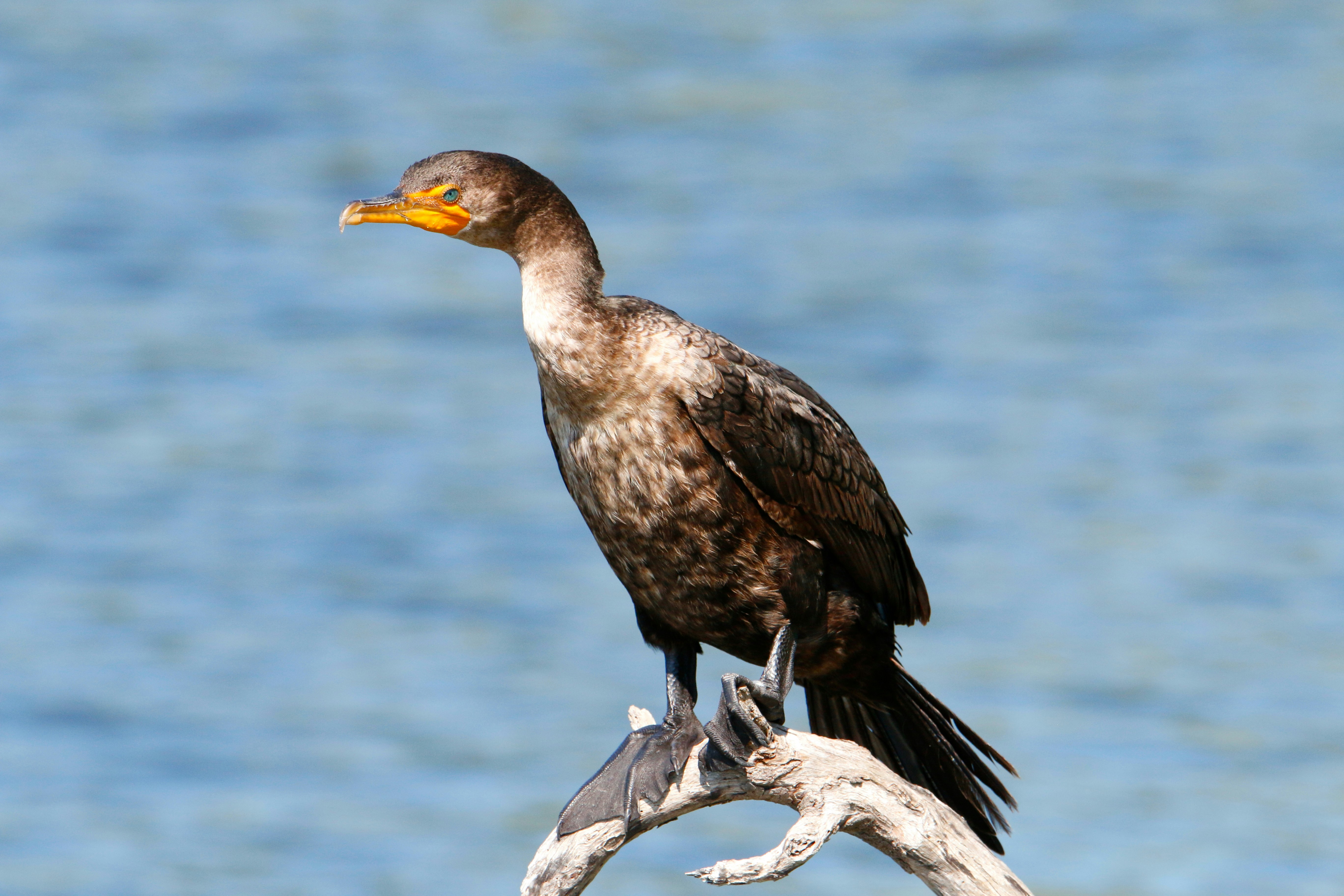 Photo by goldenplover31