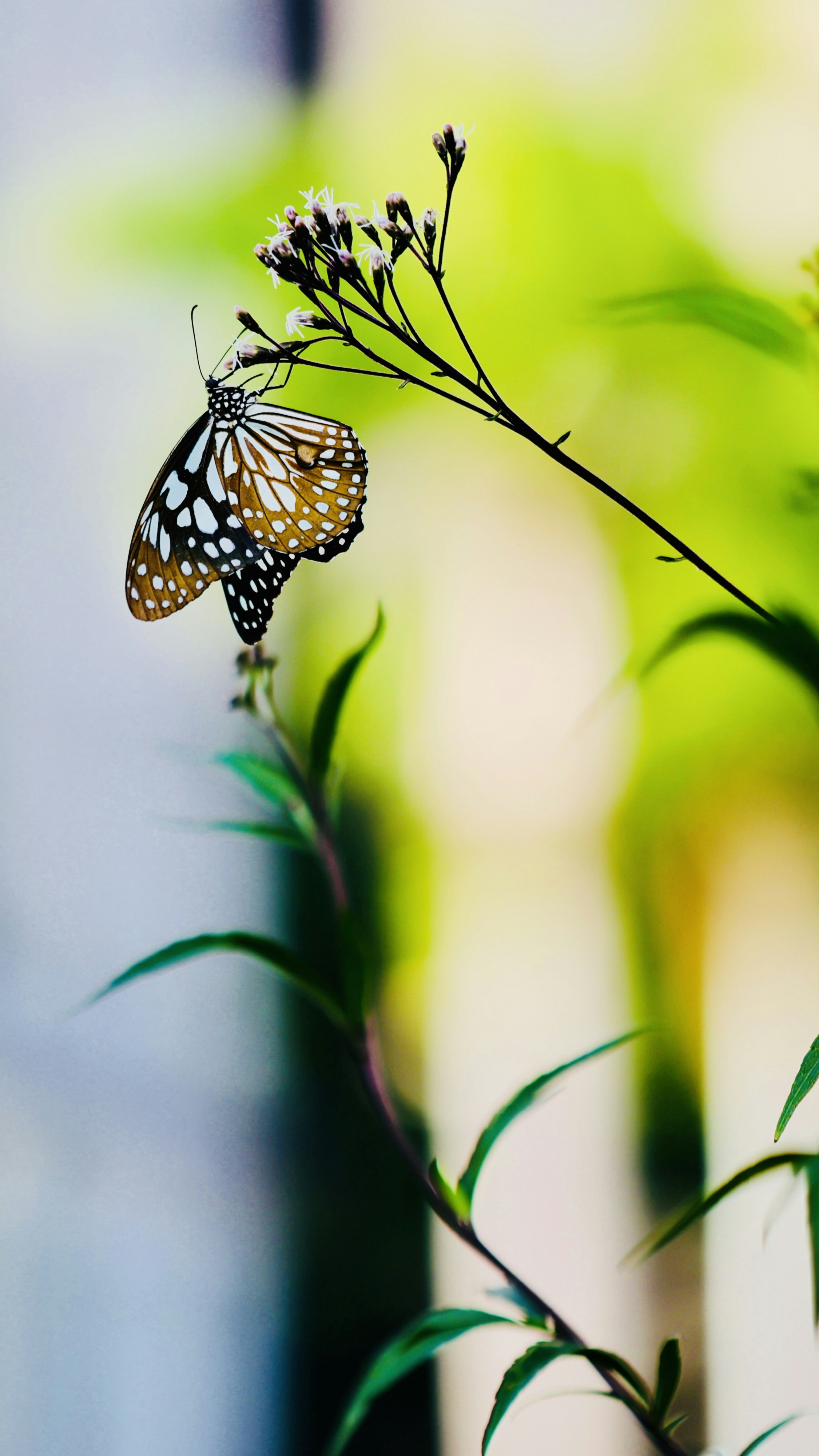 Photo by dickenslin76