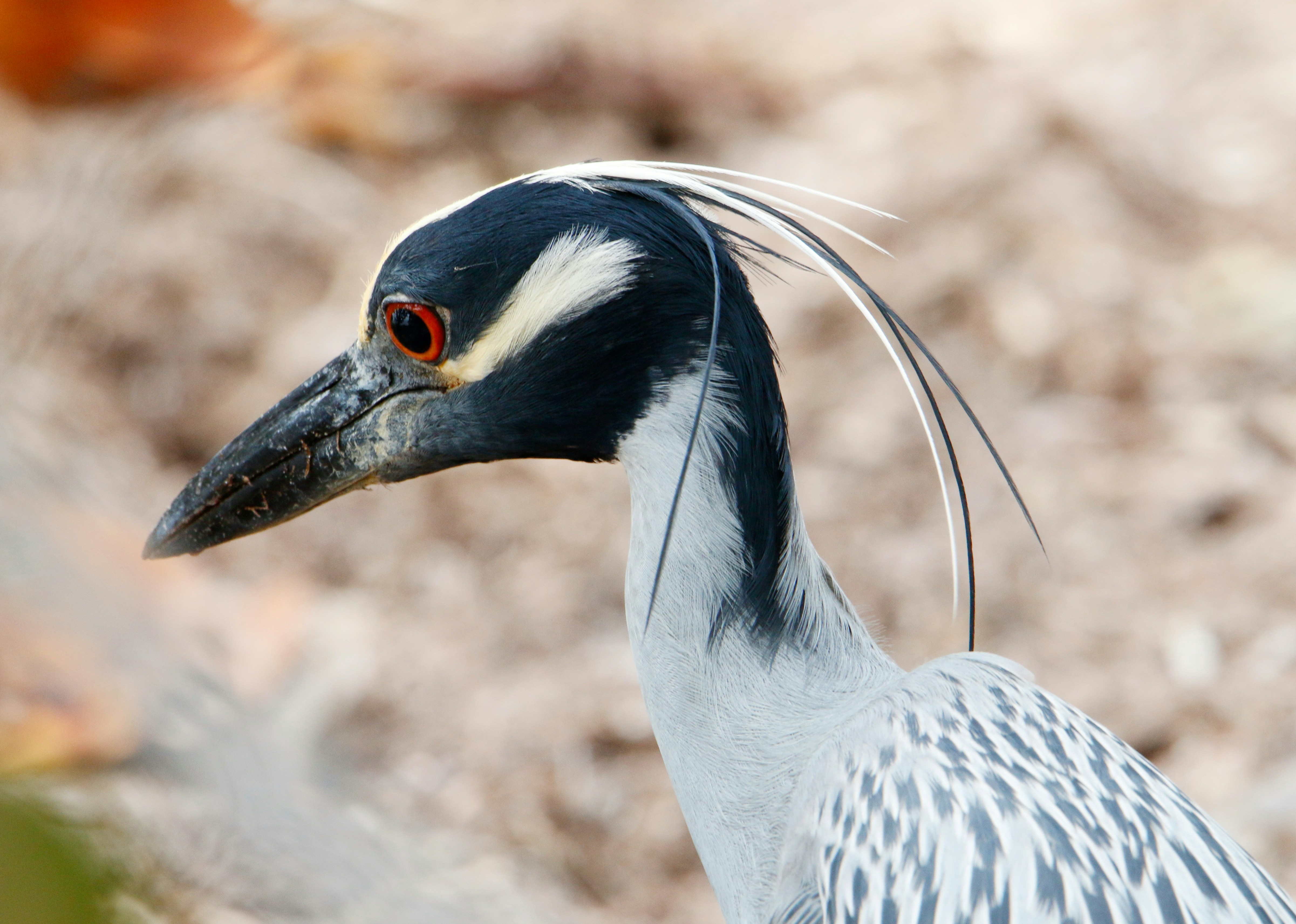 Photo by goldenplover31