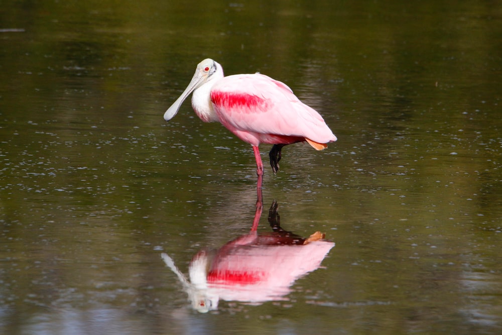 a bird standing on a fish in the water