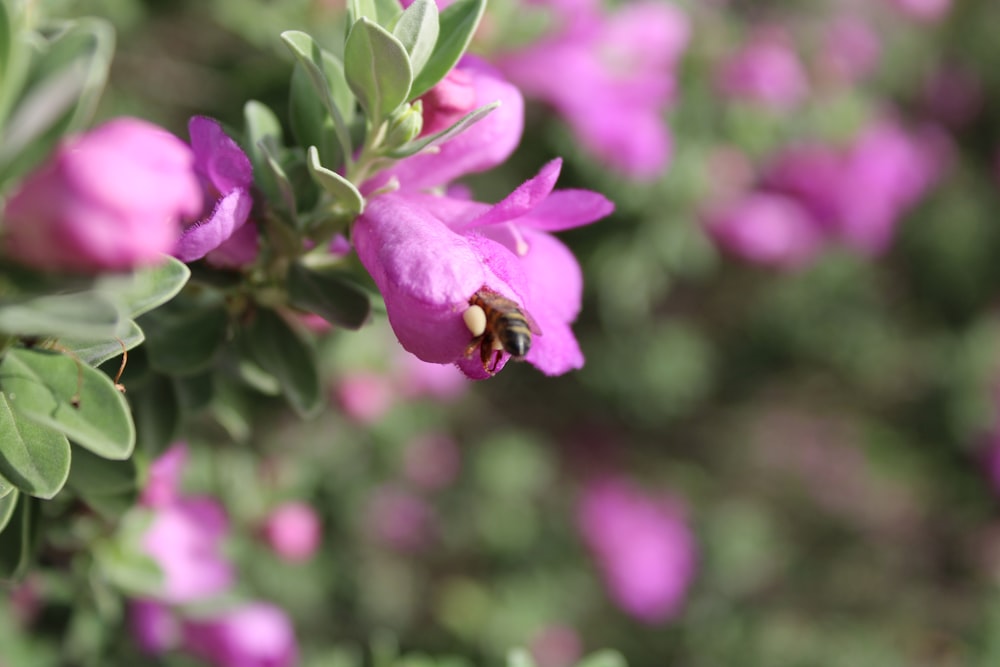 uma abelha em uma flor