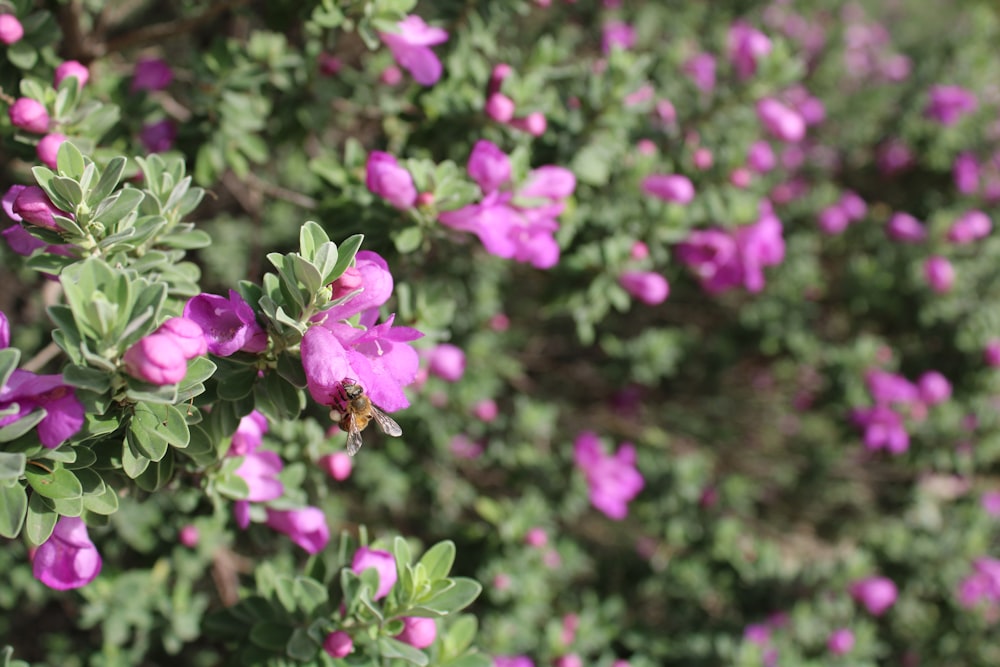 a bee on a flower