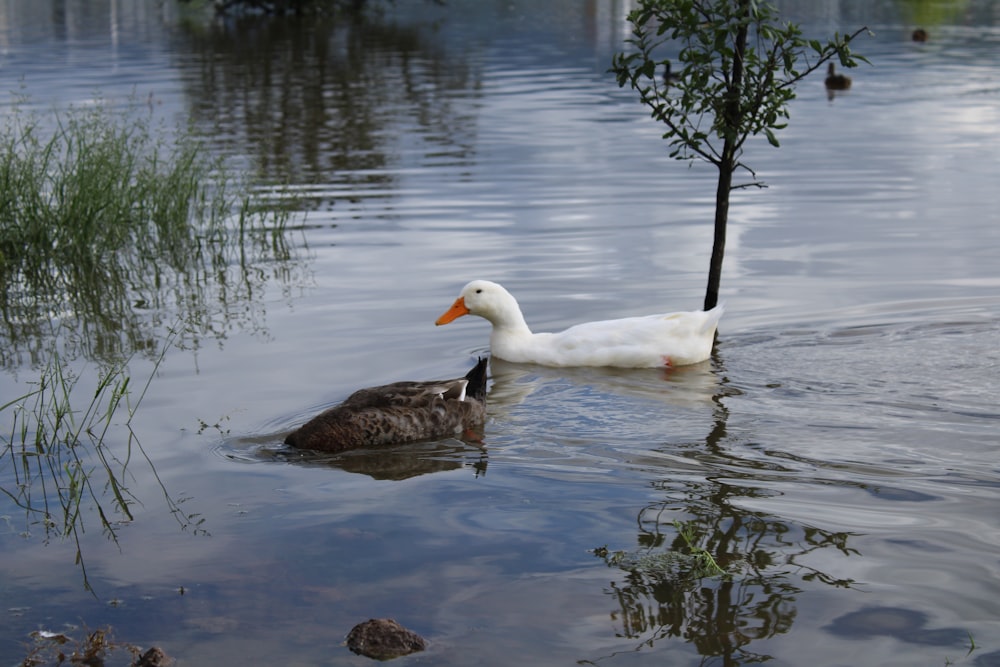 a couple of ducks swimming in a pond