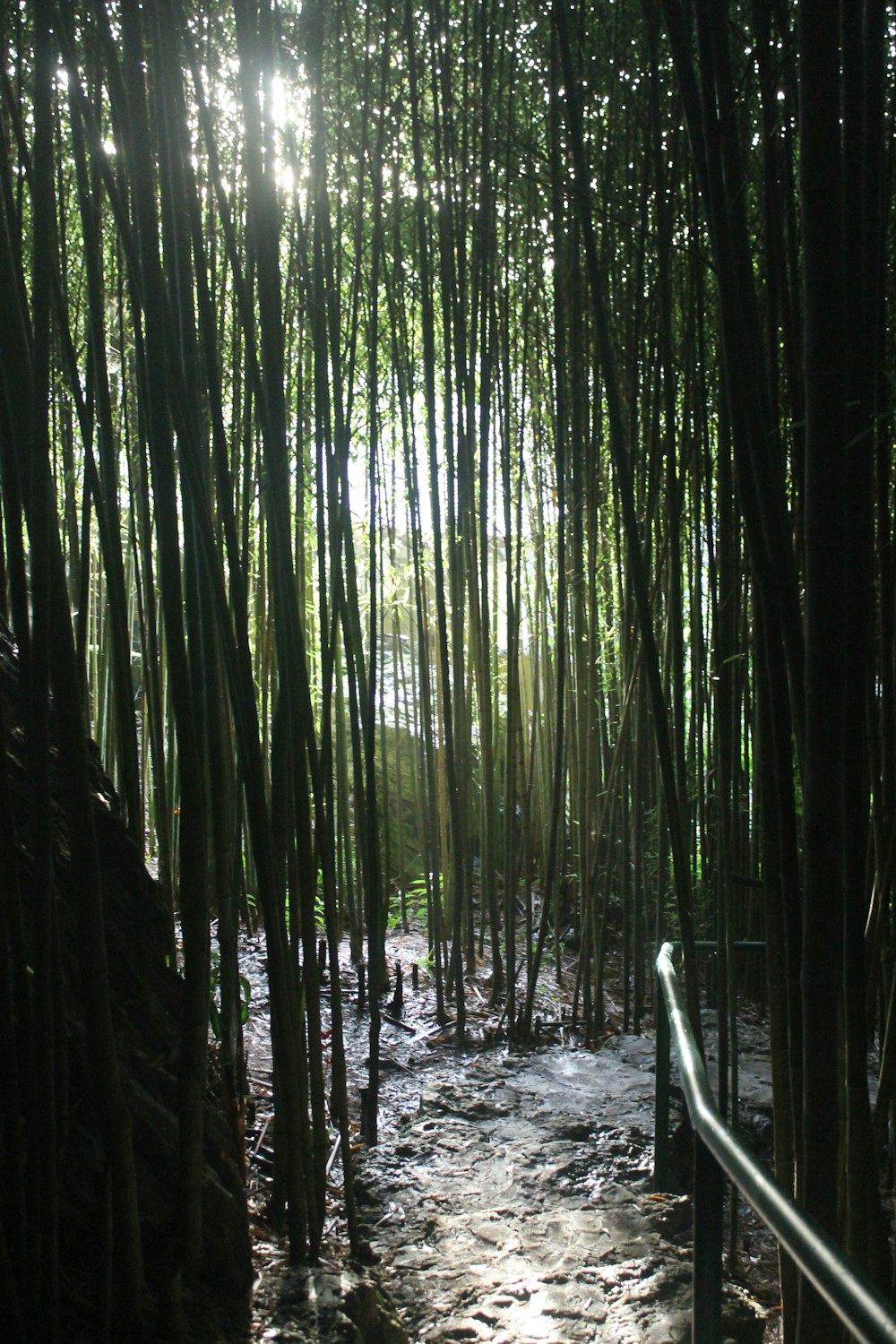 a path through a forest