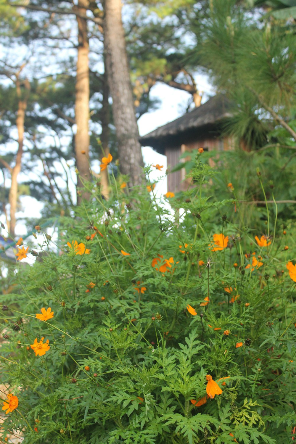 a house in the woods