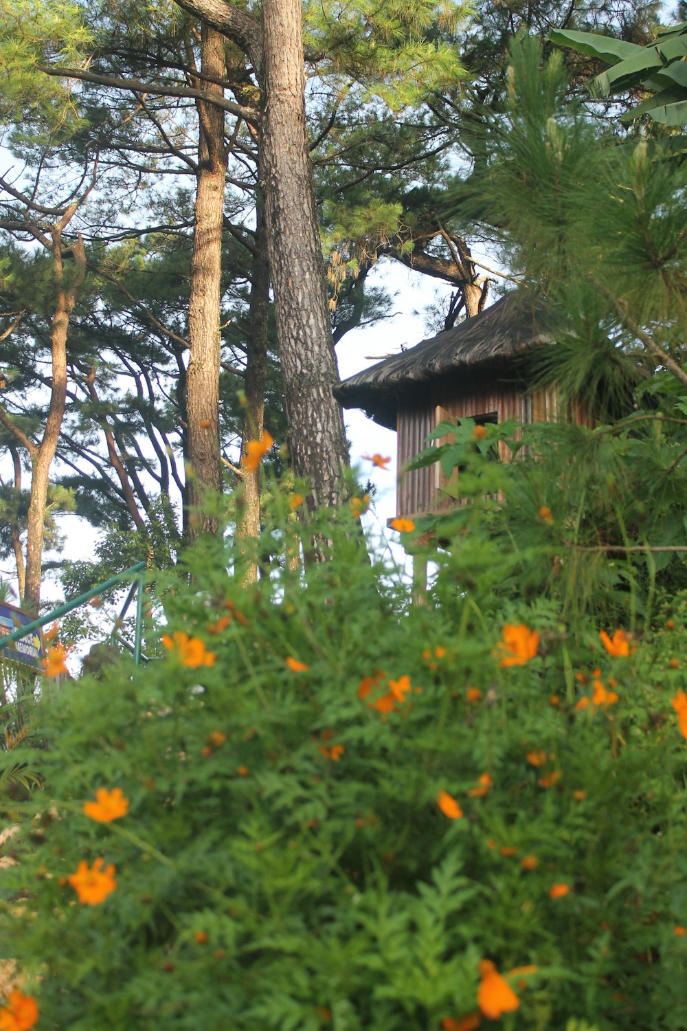 a house in the woods