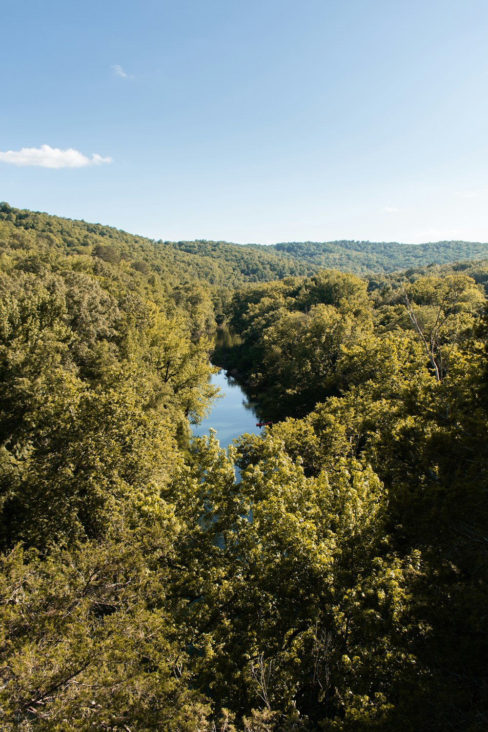 una vista di una foresta