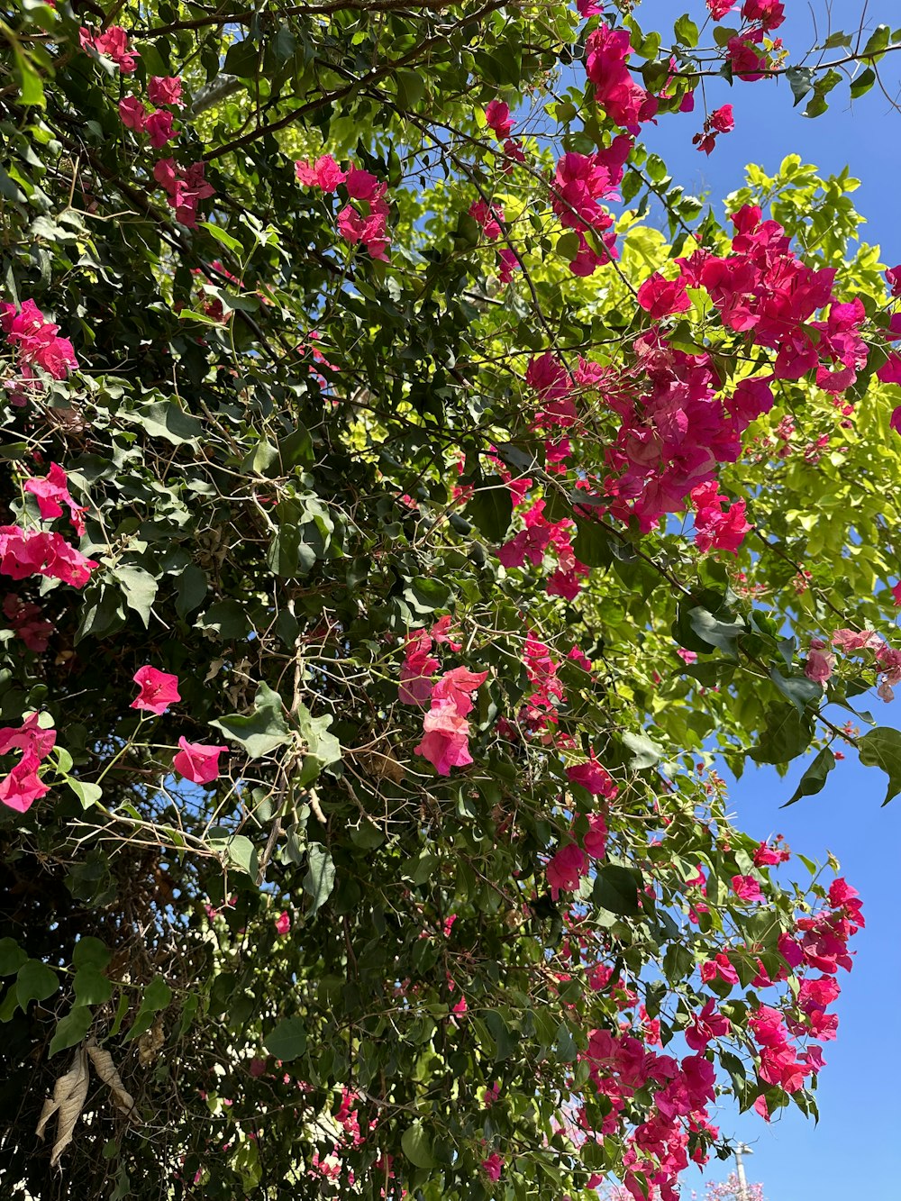 a tree with pink flowers