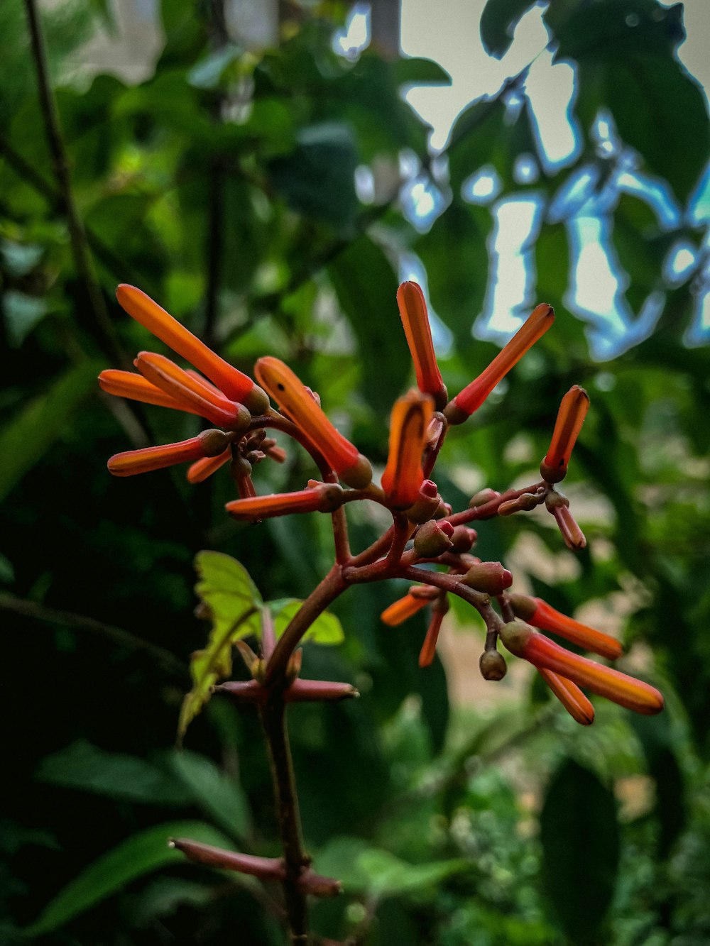 a close-up of a flower