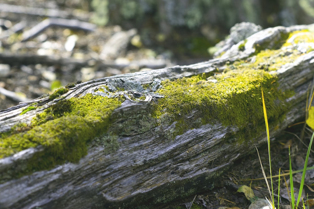 a mossy log in the grass