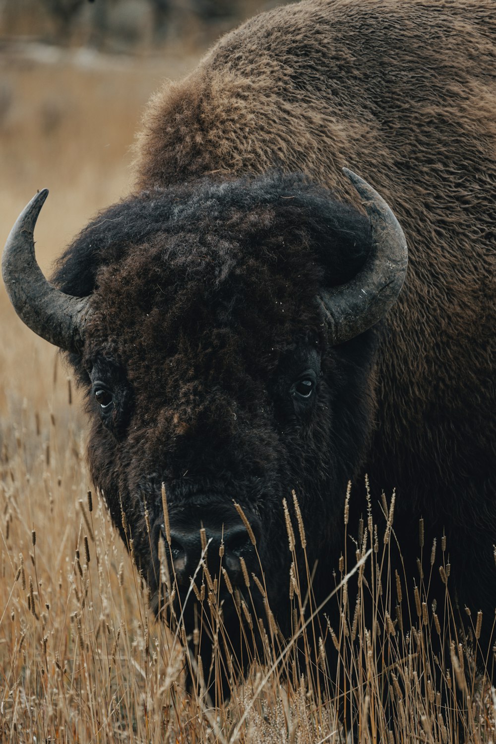 a buffalo with its nose in the air