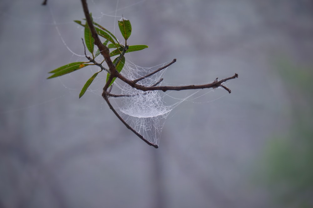 a white plastic bag from a branch with a leaf on it