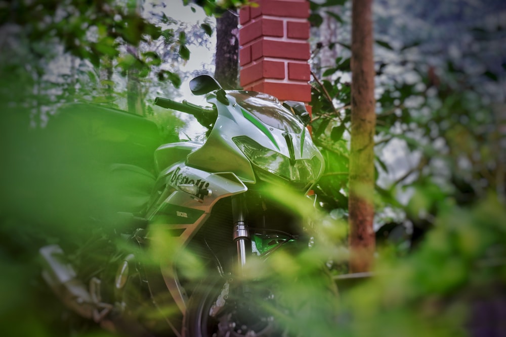 a green frog on a tree