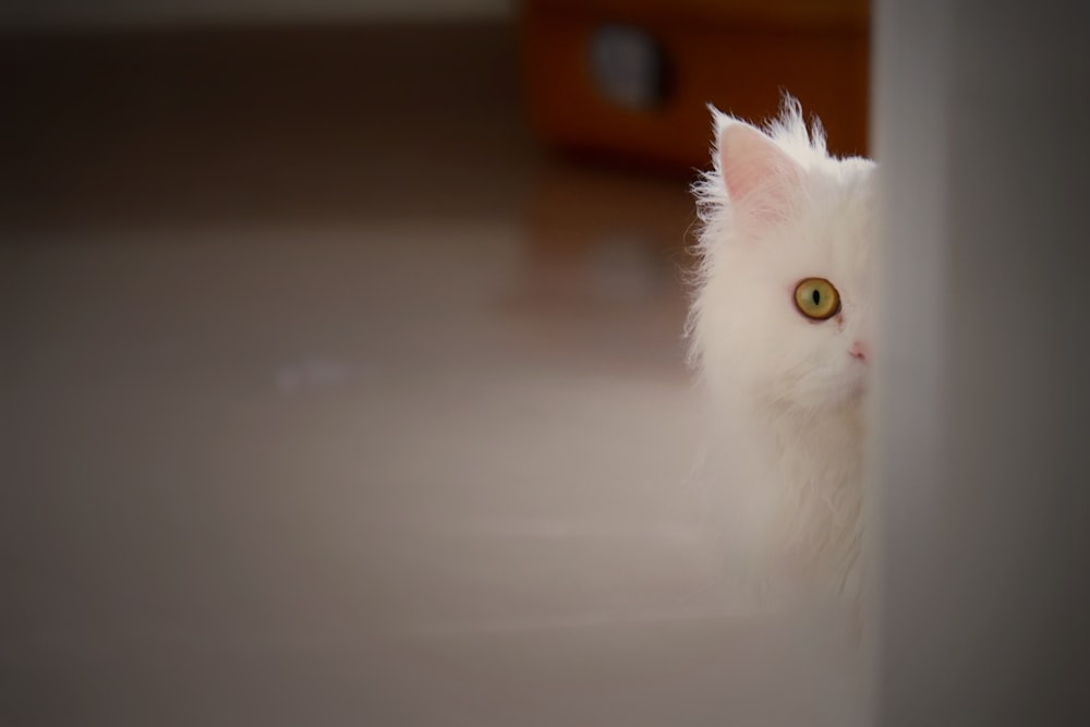 Un gato blanco mirando a la cámara