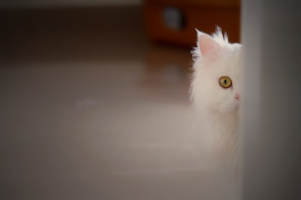 a white cat looking at the camera