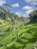 Lush green rice terraces with a clear blue sky in the background.