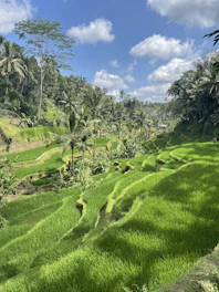 Lush green rice terraces cascading down Bali hillsides under a bright sky.