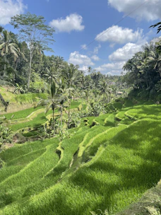 Lush green rice terraces cascading down Bali hillsides under a bright sky.