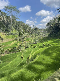 Lush green rice terraces cascading down hillsides under a bright blue sky