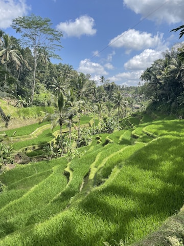 Lush green rice terraces stretching across rolling hills under a bright sky.