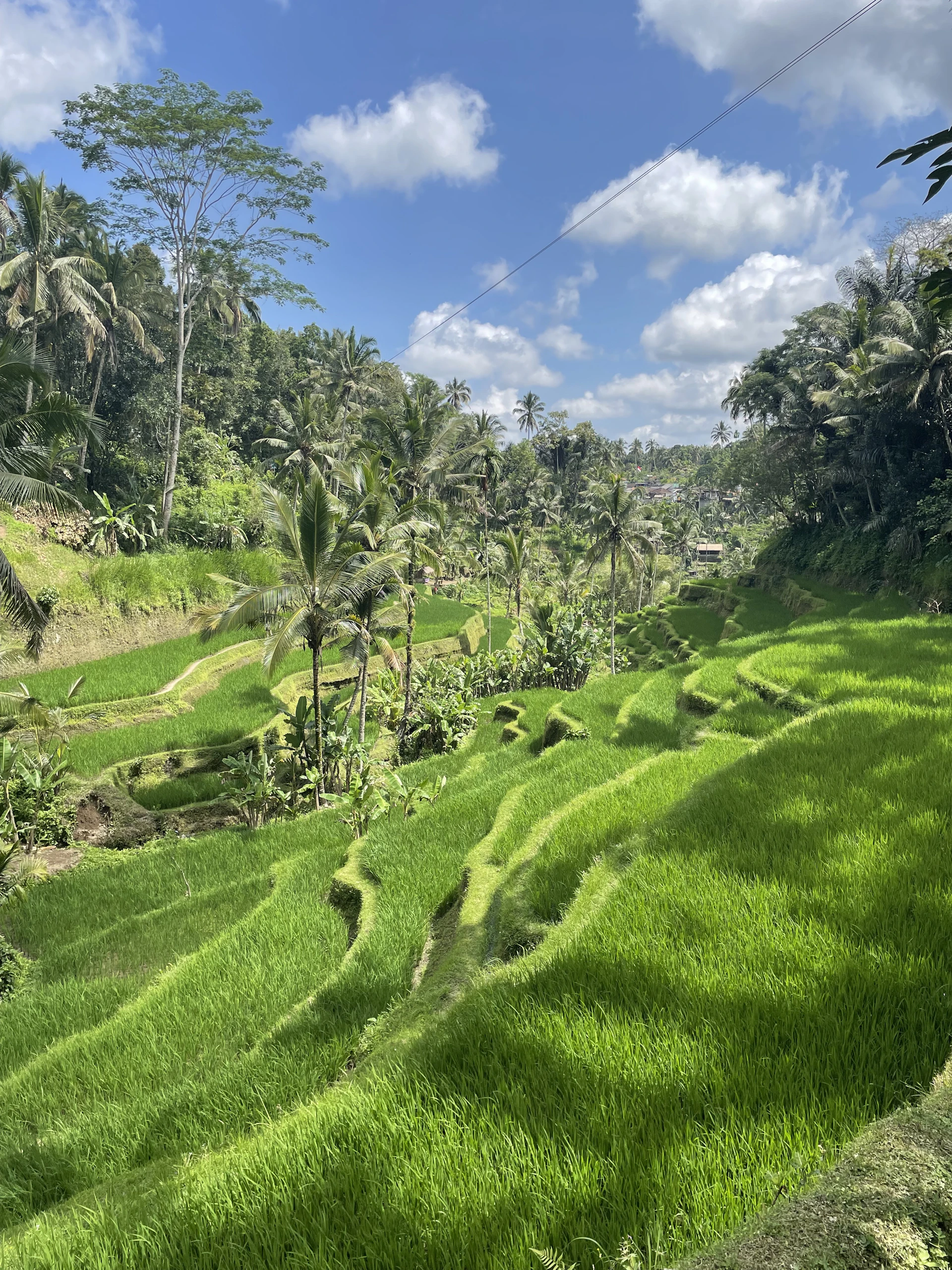 Lush green rice terraces under a bright blue sky, framed by tropical palm trees in Lombok