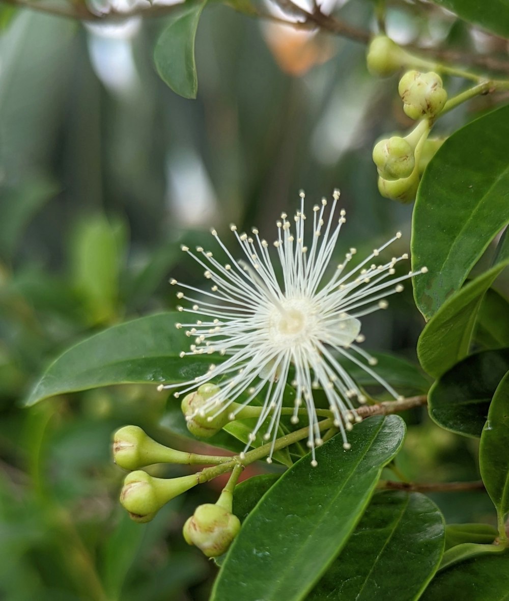 a white flower on a plant