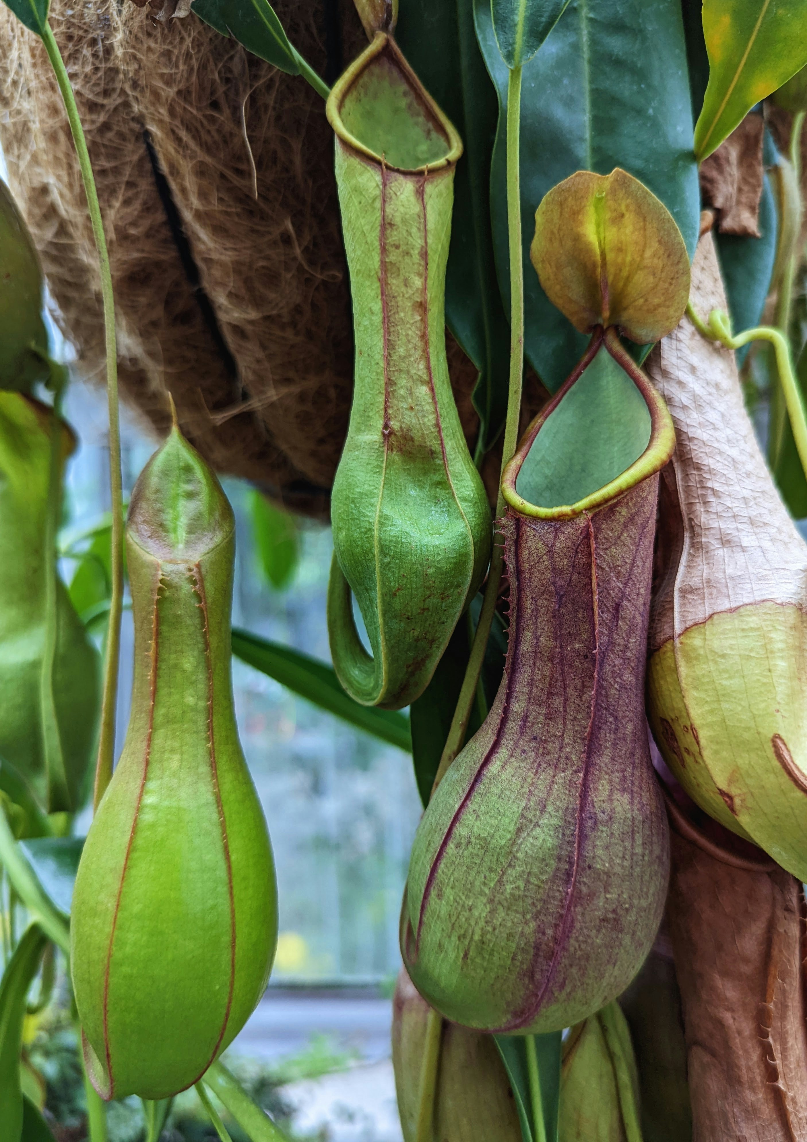 Purple and green tradescantia plant trailing from macrame hanging planter
