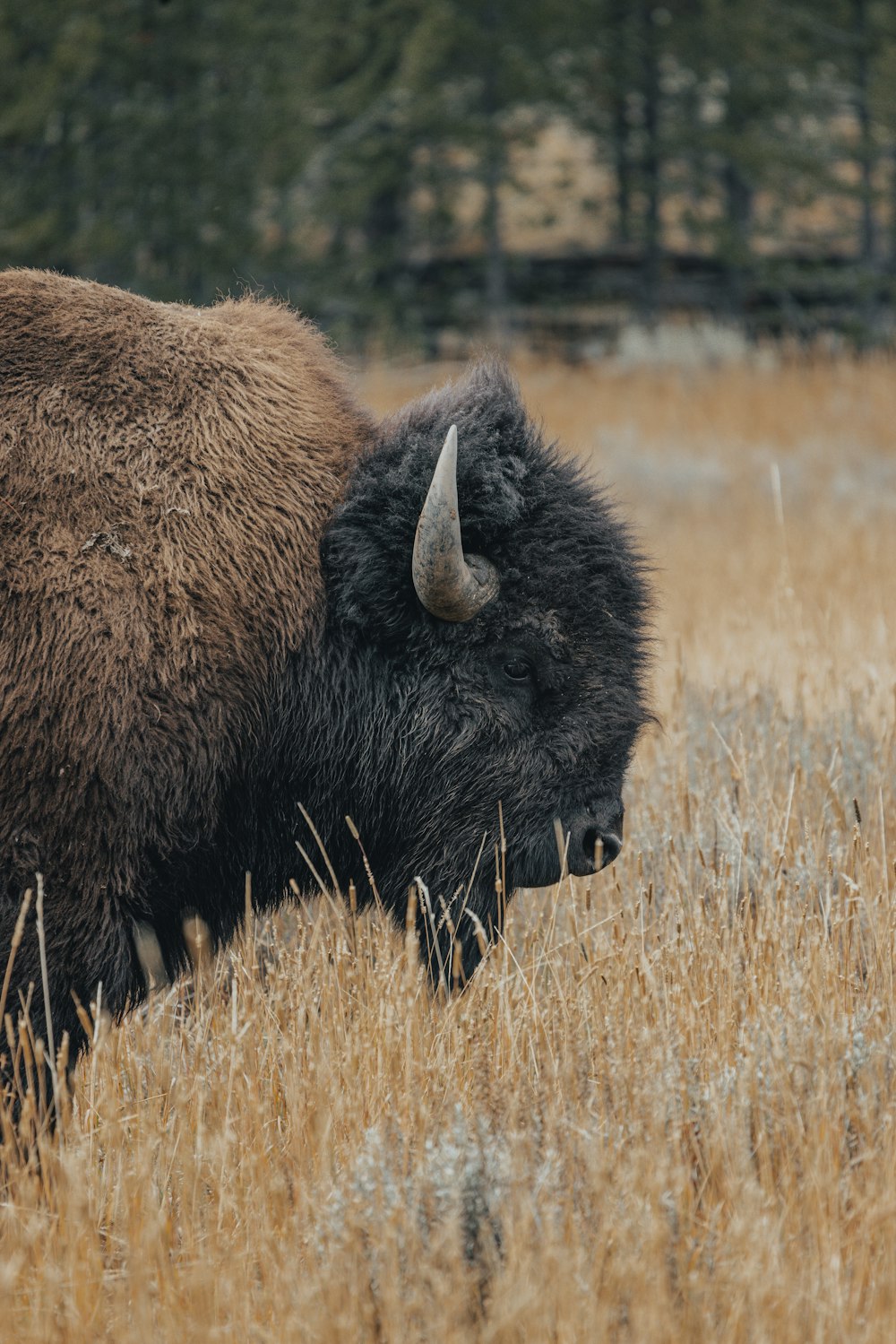 a buffalo in a field
