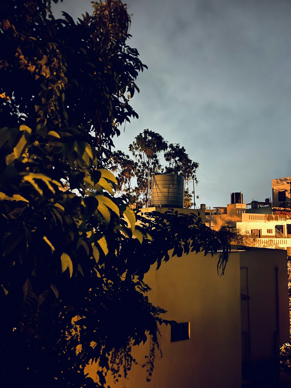 a tree with a building in the background