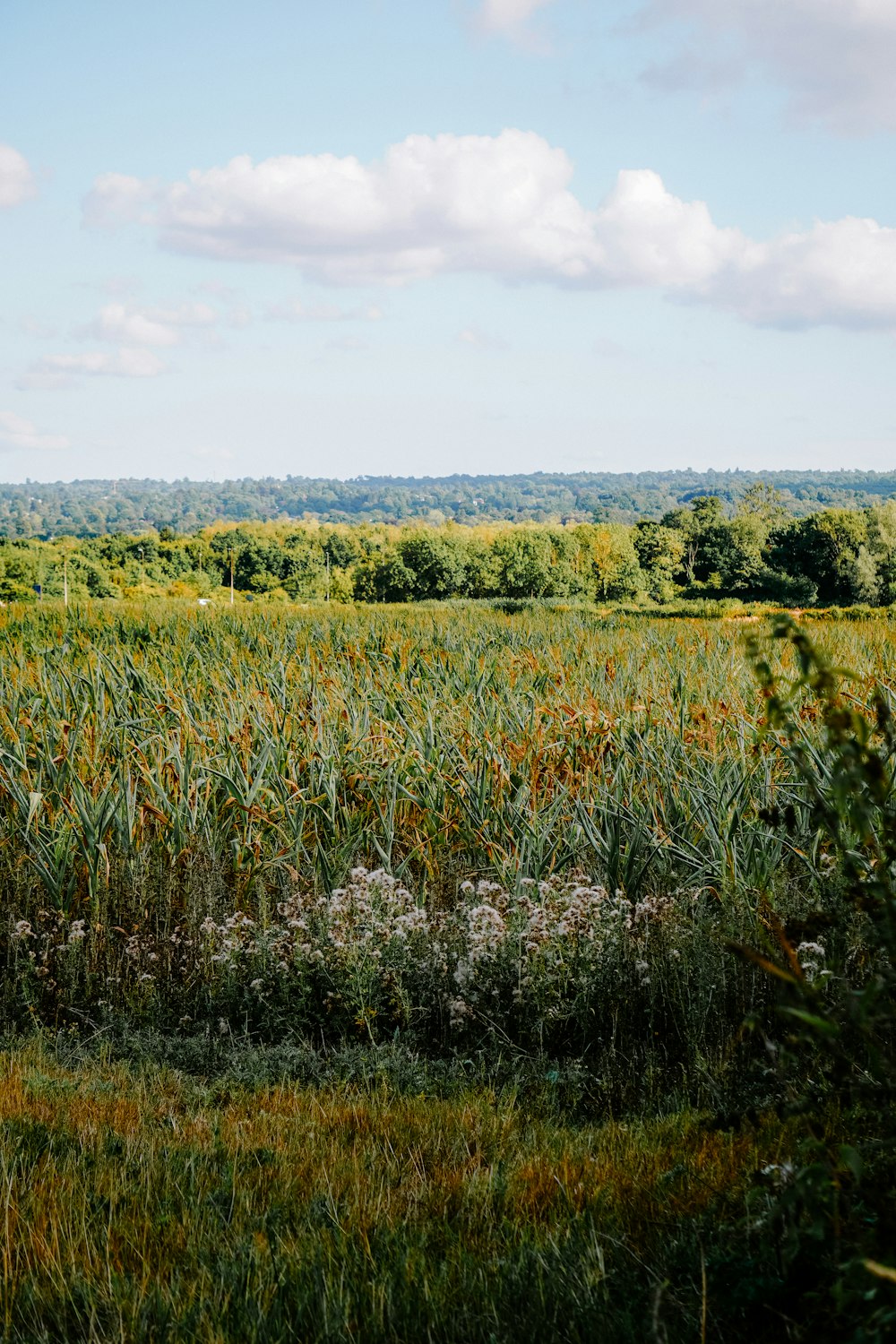 a field of plants with trees in the background