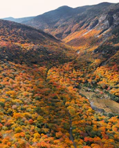 a mountain with trees and bushes