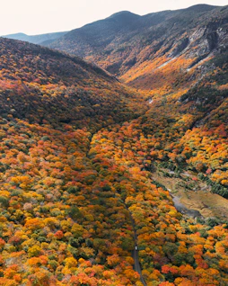 a mountain with trees and bushes