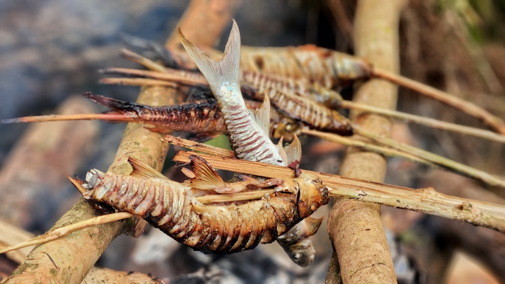 a group of insects on a branch