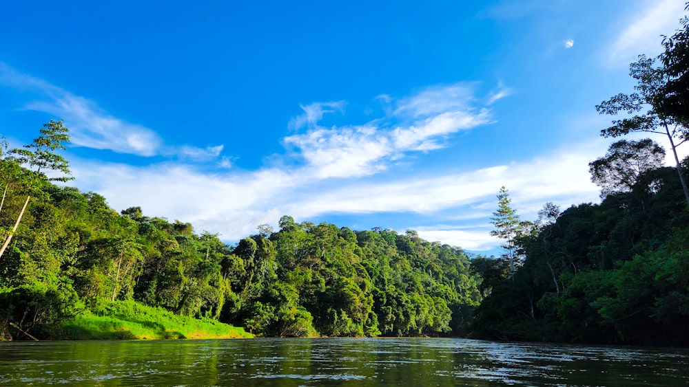 a body of water with trees around it