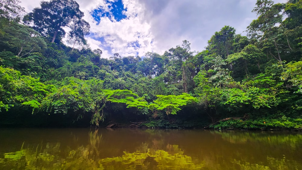 a body of water with trees around it