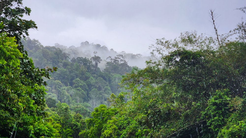 a forest with fog