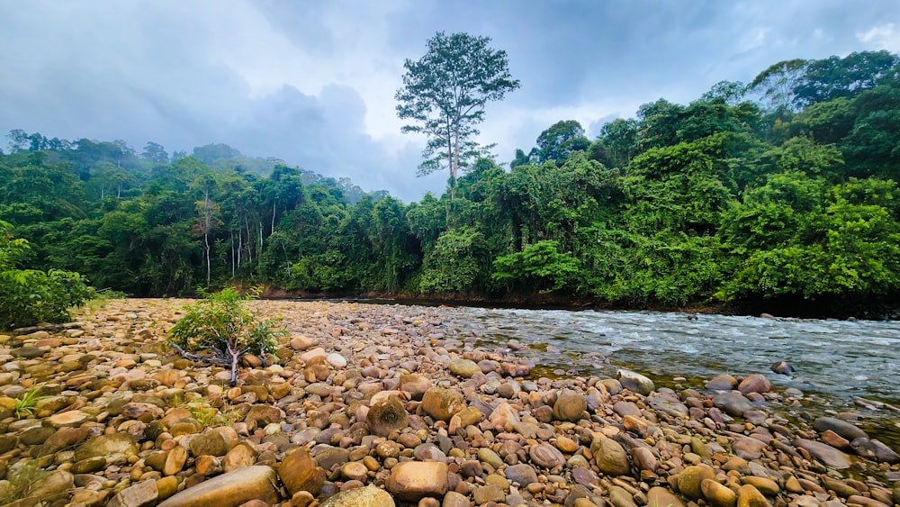 a river with rocks and trees