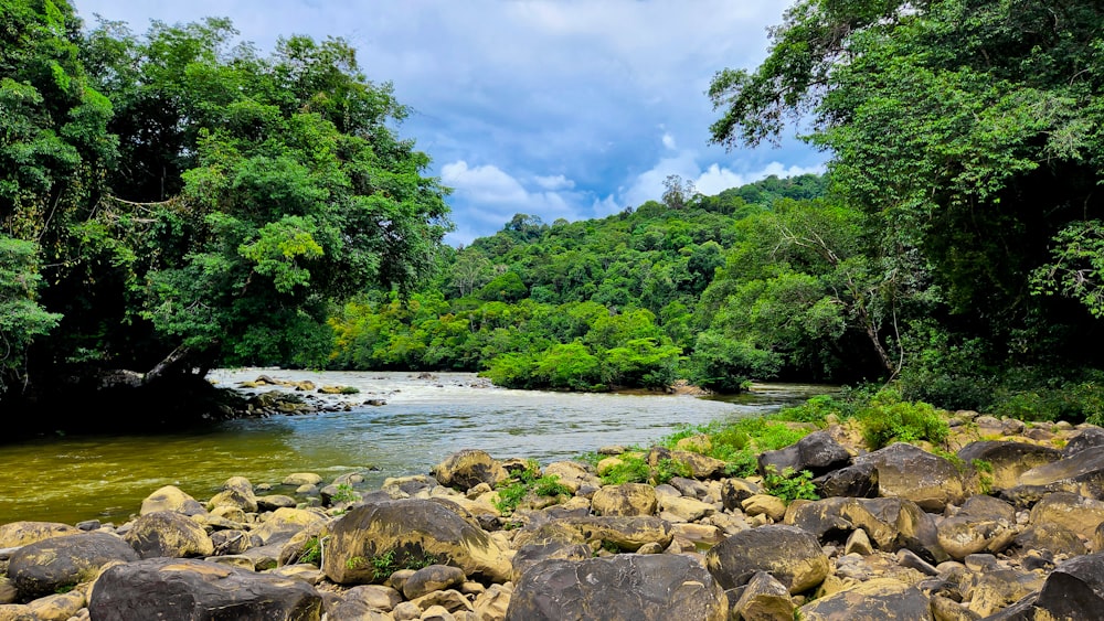 a river with rocks and trees