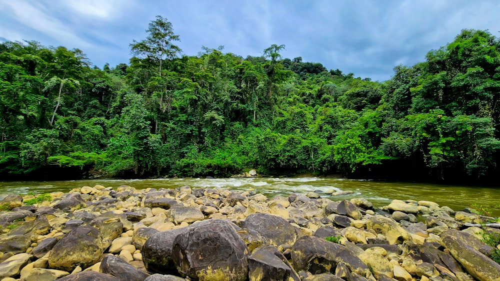 Un río rocoso con árboles al fondo