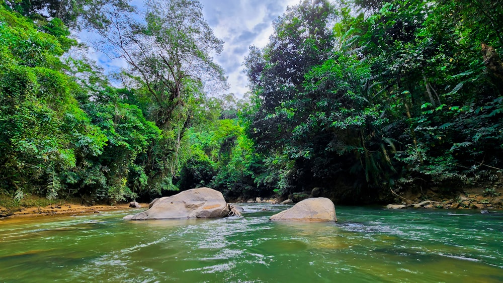 a river with trees on the side