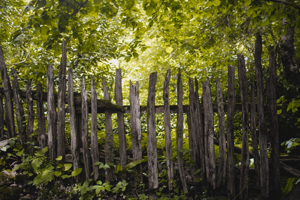 a fence in the woods