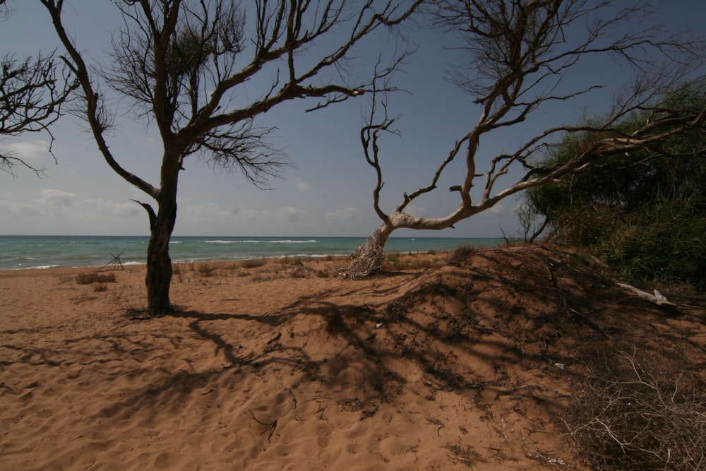 a sandy beach with trees