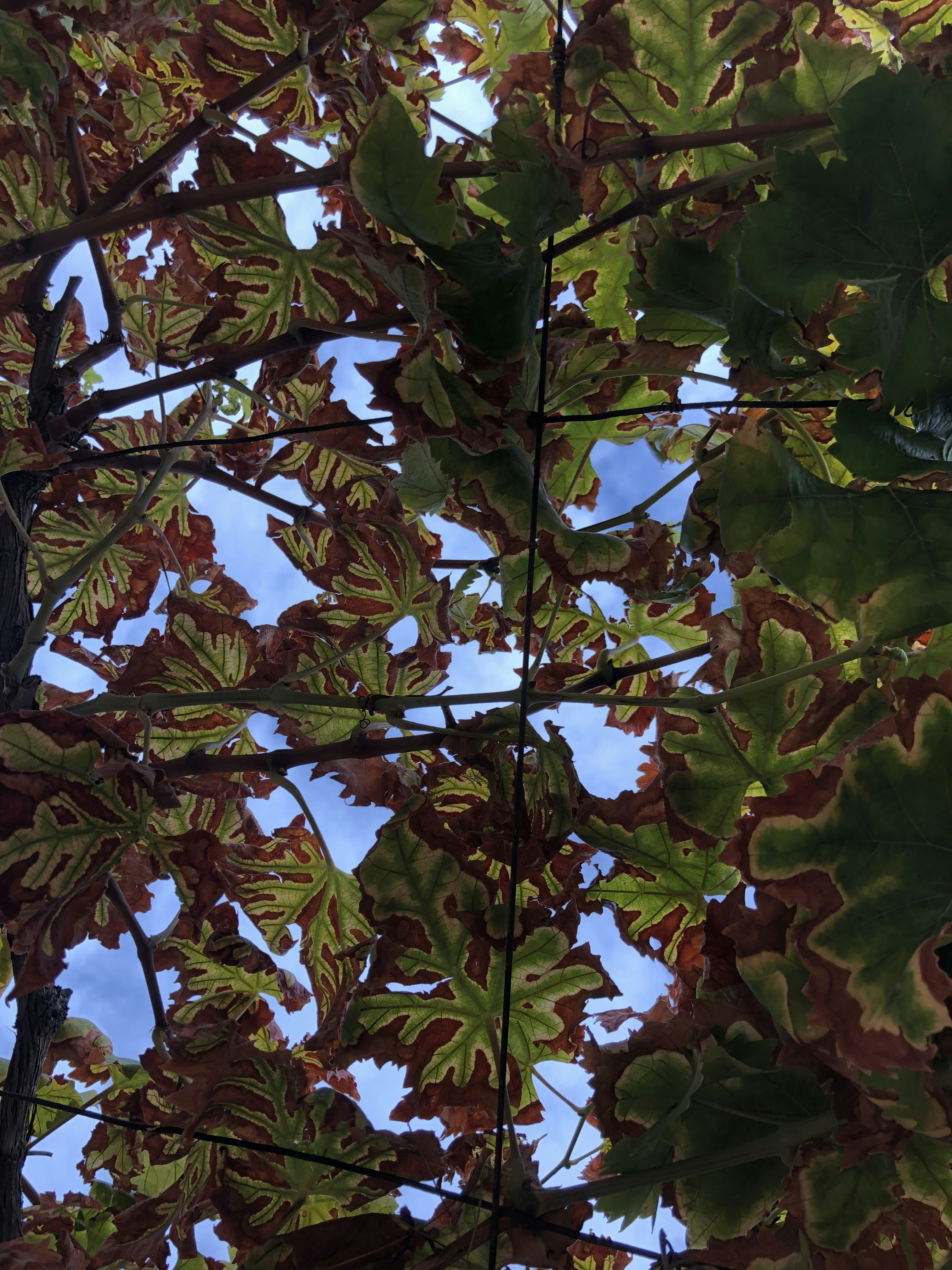 a tree with green leaves