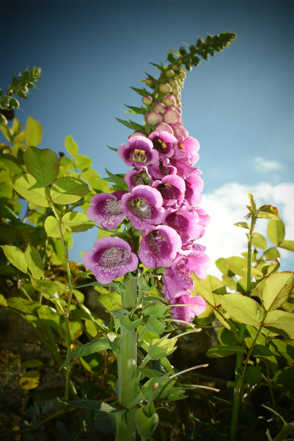 a close-up of a flower