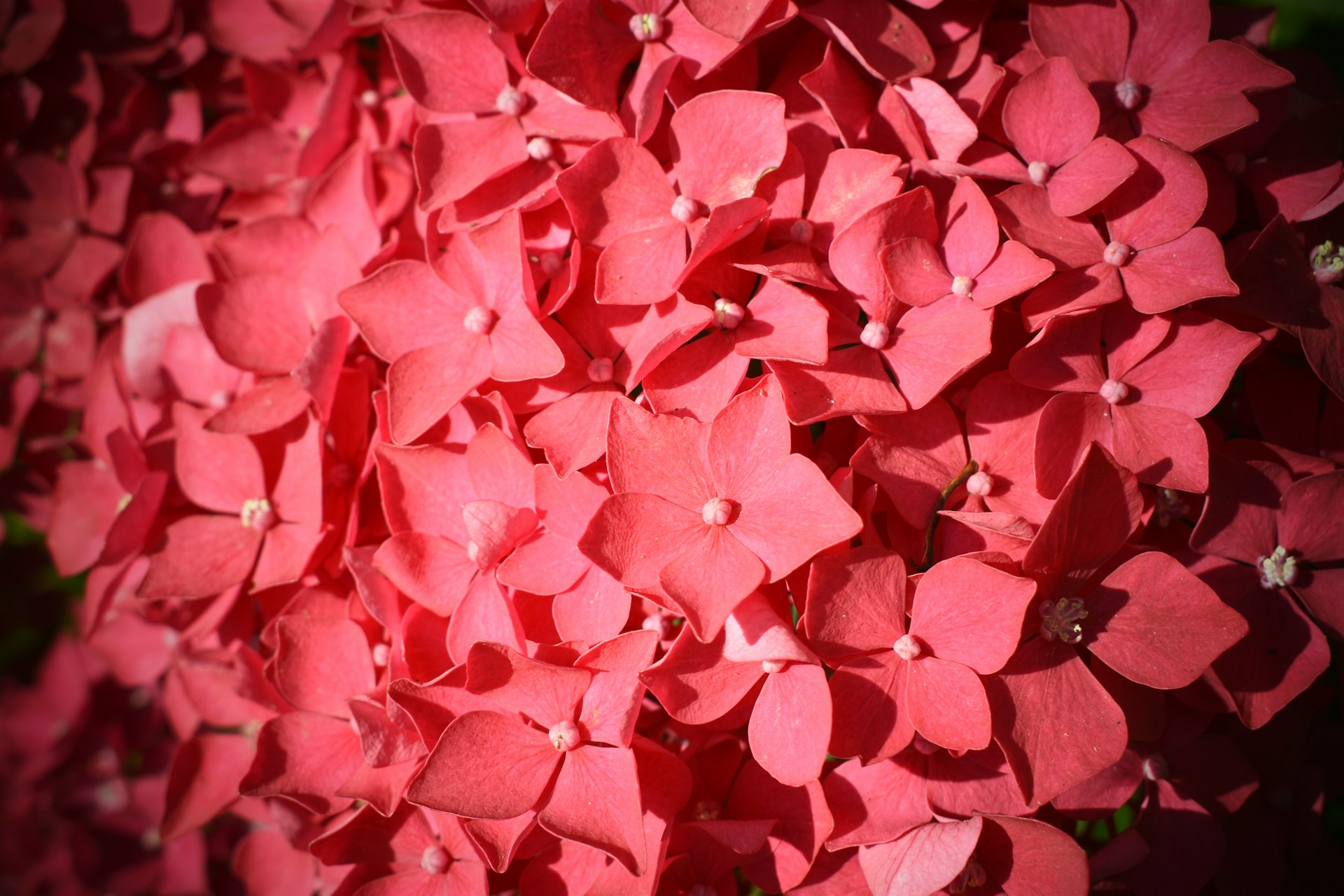 a close up of pink flowers