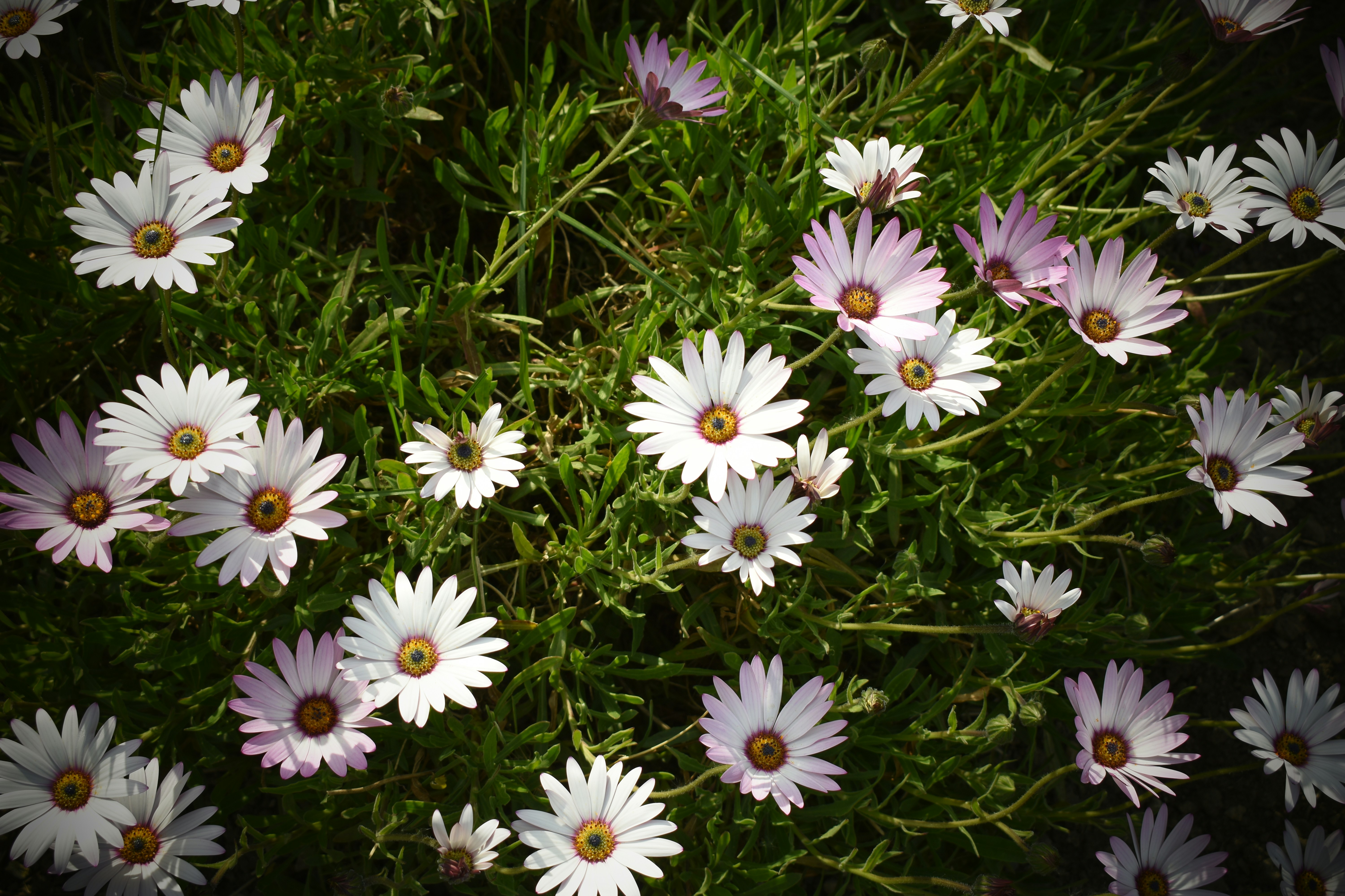 Photo by 2dogmarketing